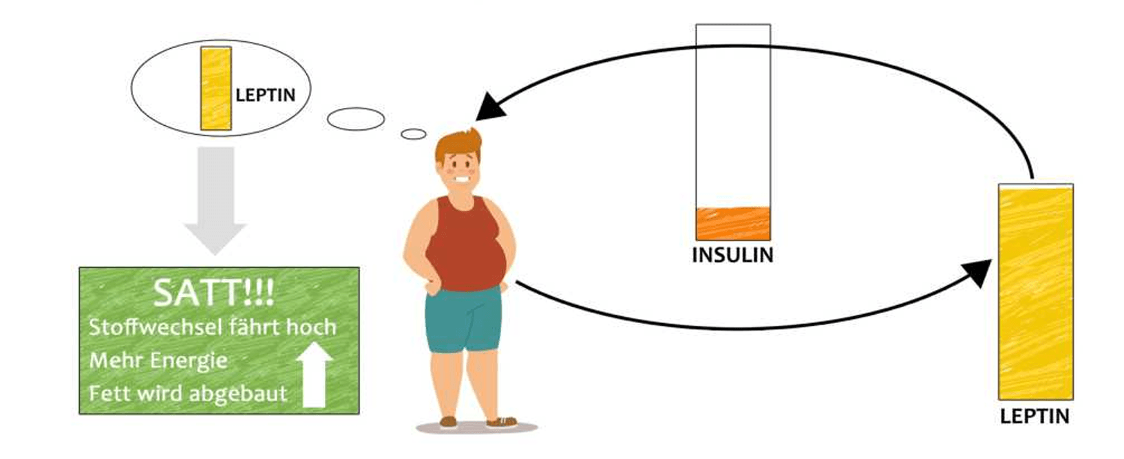 SOLL-Zustand: hohes Leptin → Sättigung, Fett wird abgebaut